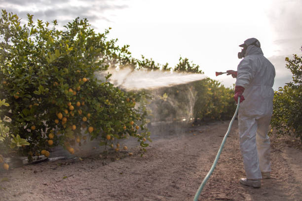 Best Termite Control Services  in Depoe Bay, OR